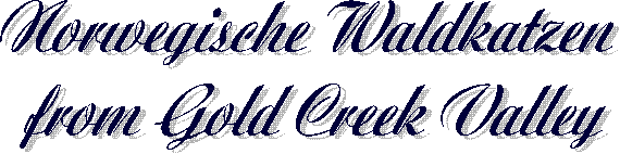 Norwegische Waldkatzen
from Gold Creek Valley