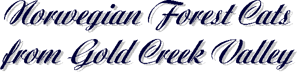 Norwegische Waldkatzen 
from Gold Creek Valley