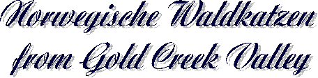 Norwegische Waldkatzen
from Gold Creek Valley