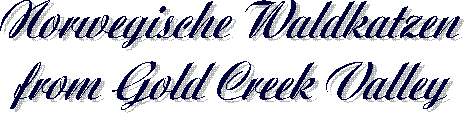 Norwegische Waldkatzen 
from Gold Creek Valley