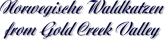 Norwegische Waldkatzen 
from Gold Creek Valley